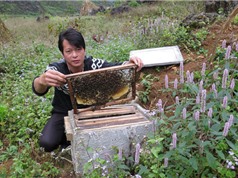 Ảnh hưởng của yếu tố tự nhiên tới chất lượng mật ong bạc hà Mèo Vạc