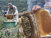 Hướng dẫn cách bảo quản mật ong bạc hà Mèo Vạc
