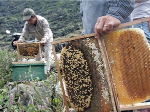 Hướng dẫn cách bảo quản mật ong bạc hà Mèo Vạc