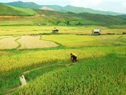Kỹ thuật thuật trồng, chăm sóc và thu hoạch gạo Điện Biên
