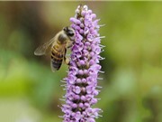 Giống ong tạo nên sản phẩm mật ong bạc hà Mèo Vạc