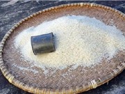 Sự nổi tiếng của gạo Tám xoan Hải Hậu