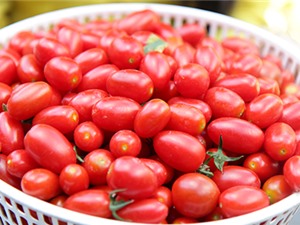Trồng cà chua bi sạch bán cho khách du lịch miền Tây