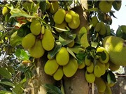 Phương pháp trồng và chăm sóc cây mít cho quả sai trĩu quanh năm