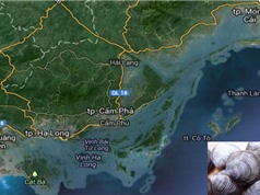 Ảnh hưởng của điều kiện địa hình và địa mạo tới chất lượng ngán Quảng Ninh