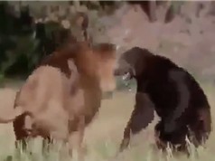 Clip: Màn giao chiến kịch tính giữa sư tử đực với gấu