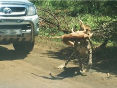 Clip: Báo săn thản nhiên giết chết linh dương ngay trước mặt du khách