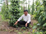 Tưới tiết kiệm - Giải pháp bền vững cho vườn cây dài ngày