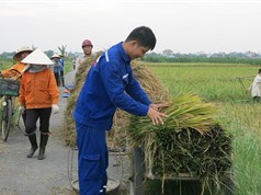 Công đoạn thu hoạch, bảo quản và chế biến lúa Một bụi đỏ Hồng Dân