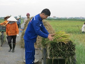 Công đoạn thu hoạch, bảo quản và chế biến lúa Một bụi đỏ Hồng Dân