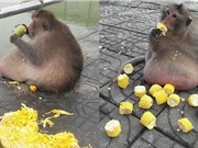 Chú khỉ tham ăn béo phì khó tưởng tượng