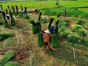 Vì sao Nga Sơn lại thích hợp cho cây cói sinh trưởng và phát triển?