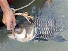 Cá hô khủng lại dính lưới ngư dân may mắn nhất sông Đồng Nai