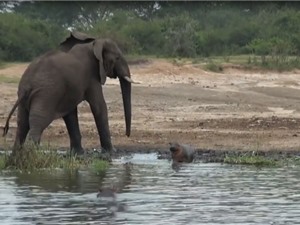 Clip: Voi đực “điên cuồng” truy sát hà mã con