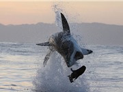 Clip: Cận cảnh pha bay người lên không đớp hải cẩu của cá mập trắng