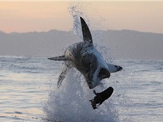 Clip: Cận cảnh pha bay người lên không đớp hải cẩu của cá mập trắng