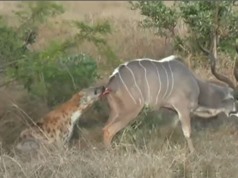 Clip: Linh dương vằn Kudu chết thảm trước nanh vuốt linh cẩu