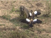 Clip: Khỉ đầu chó “chịu đấm ăn xôi” cướp trứng ngỗng