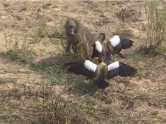 Clip: Khỉ đầu chó “chịu đấm ăn xôi” cướp trứng ngỗng