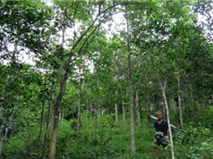 Cánh rừng toàn gỗ quý hiếm của lão nông 78 tuổi