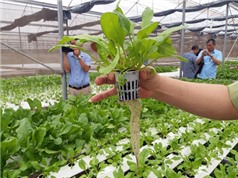 “Làn gió mới” nông nghiệp ở Quảng Ninh: Tất cả nhờ OCOP