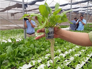 “Làn gió mới” nông nghiệp ở Quảng Ninh: Tất cả nhờ OCOP