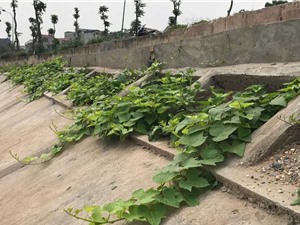 Khoét lỗ bê tông trồng rau: Hà thành sánh cùng Hà Giang