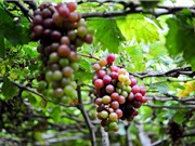 Đặc điểm về giống và sinh thái của cây nho Ninh Thuận