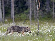 Đàn sói đầu tiên xuất hiện tại Đan Mạch sau 200 năm