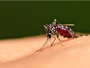 Chuyên gia kể chuyện nghiên cứu muỗi truyền bệnh sốt rét