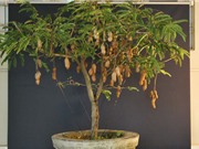 Kỹ thuật trồng cây me Thái tại nhà cho quả sai chi chít