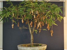Kỹ thuật trồng cây me Thái tại nhà cho quả sai chi chít