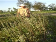 Quảng Nam xây dựng mô hình trồng thử nghiệm cây Quinoa