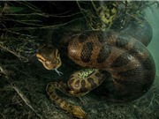 Trăn anaconda cái giết chết con đực sau khi giao phối