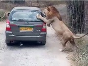 Clip: Sư tử “nổi điên” đòi “xơi tái” cả ô tô