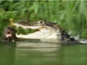 Clip: Cá sấu kịch chiến đẫm máu với đàn rái cá