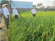 Giống lúa nếp lai 3 dòng đầu tiên ở Việt Nam