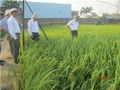 Giống lúa nếp lai 3 dòng đầu tiên ở Việt Nam