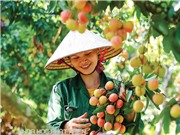 Công nghệ bảo quản rẻ đưa trái cây Việt đi xa