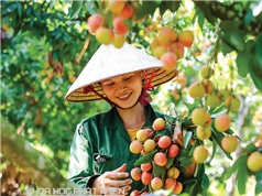 Công nghệ bảo quản rẻ đưa trái cây Việt đi xa