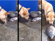 Clip: Chó dùng mũi tát nước để cứu cá