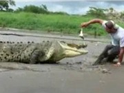Clip: Suýt mất mạng vì đưa mồi cho cá sấu khổng lồ ăn