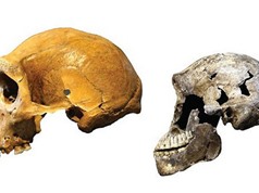 Hóa thạch 335.000 tuổi đảo lộn lý thuyết tiến hóa con người