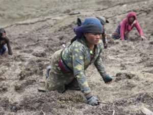 Cơ cực cảnh săn “sâu vàng” trên Himalaya của người Nepal