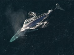 “Điểm danh” 10 loài cá voi dài nhất hành tinh