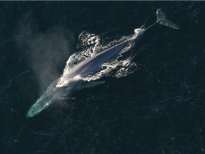 “Điểm danh” 10 loài cá voi dài nhất hành tinh