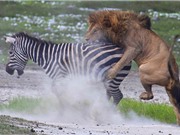 CLIP ĐỘNG VẬT ĐẠI CHIẾN ẤN TƯỢNG NHẤT TUẦN: Ngựa vằn ác chiến đẫm máu với sư tử, hổ săn nai “thần tốc”