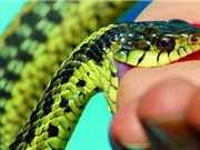 Clip: Cách sơ cứu khi bị rắn độc cắn