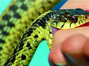 Clip: Cách sơ cứu khi bị rắn độc cắn