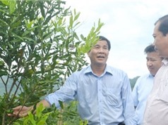 Bày cách cho người dân huyện nghèo trồng cây mắc ca